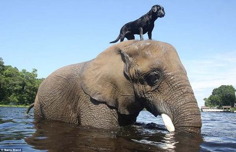Elephant dog food
